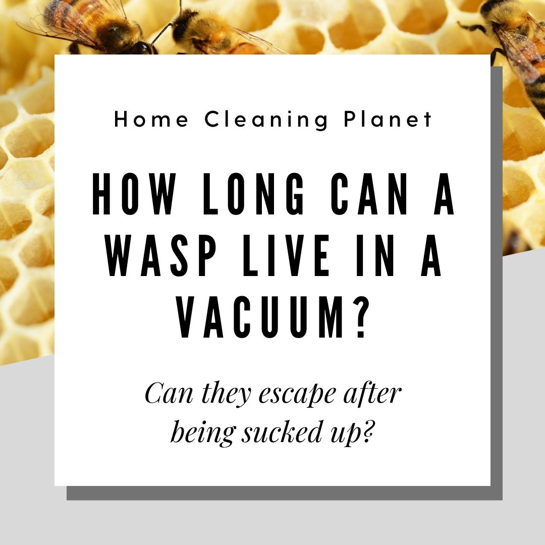 How Long Can a Wasp Live in a Vacuum